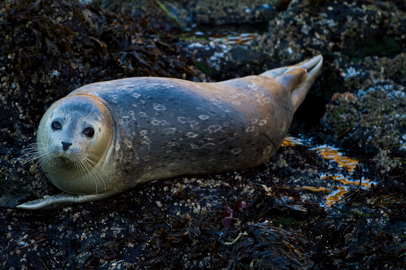 Harbor Seal